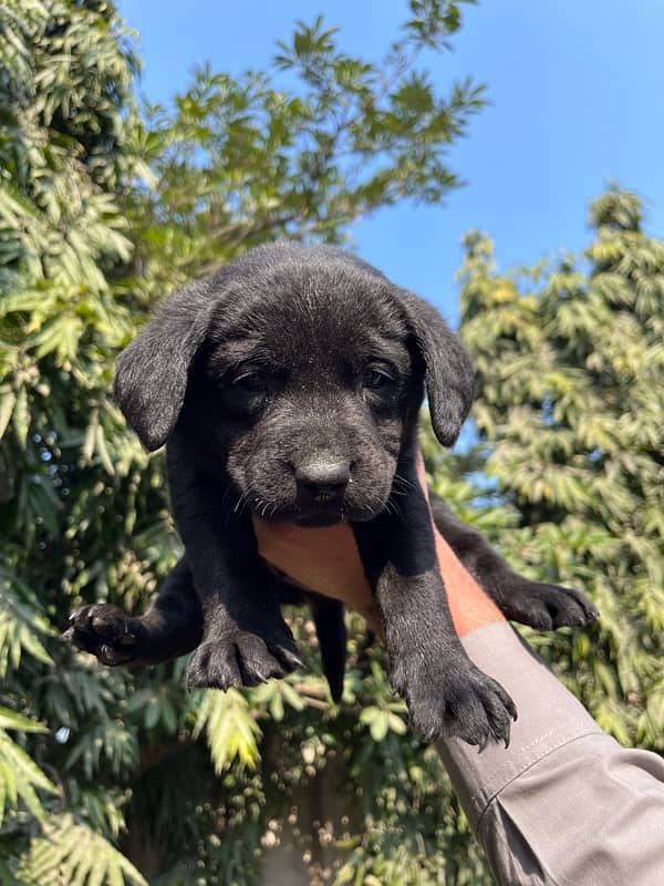 British Labrador 6 puppies available numbar 03226666622 2