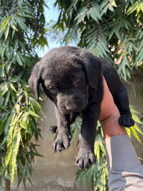 British Labrador 6 puppies available numbar 03226666622 3