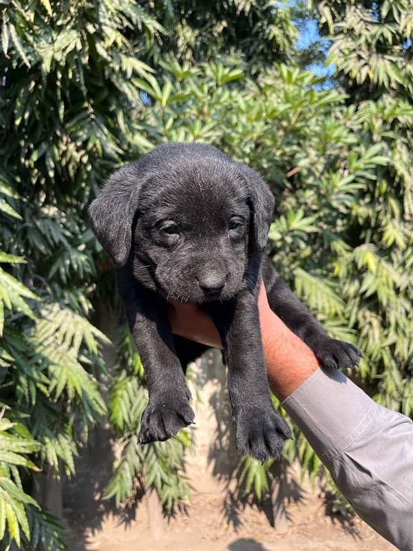 British Labrador 6 puppies available numbar 03226666622 4