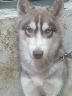 Siberain husky for sale