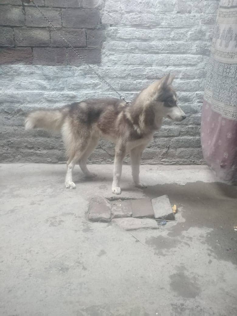 Siberain husky for sale 1