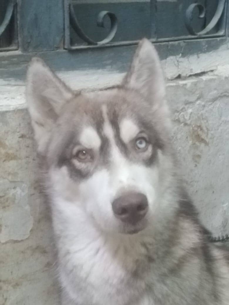 Siberain husky for sale 2