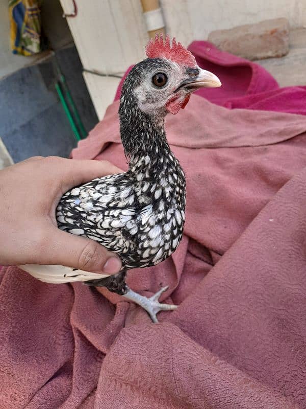 3Healthy Silver Sebright Male Chicks for Sale – 4 Month (1 Rose Comb) 4