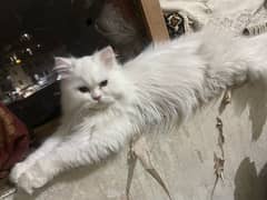 Triple coat Persian Male available for meting