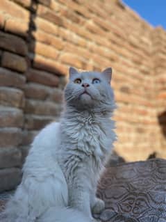 white odd eyes persian cat for sale