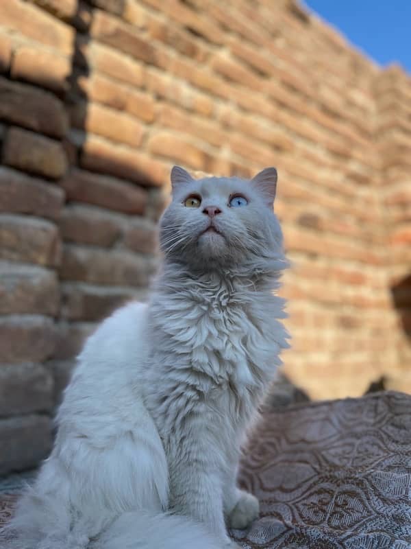 white odd eyes persian cat for sale 0