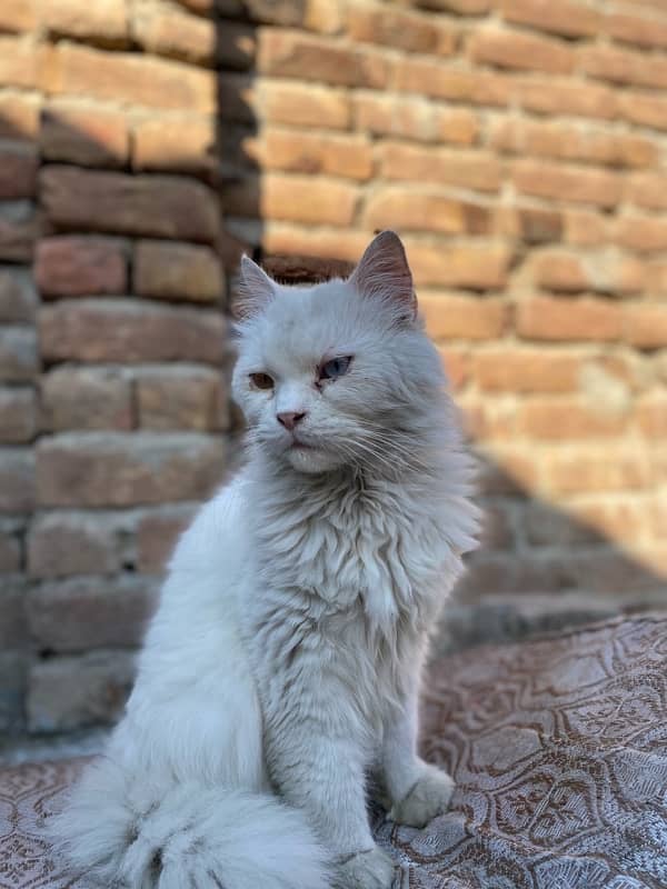 white odd eyes persian cat for sale 1