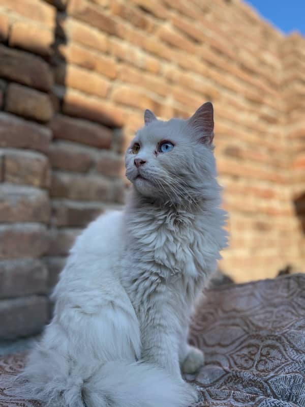 white odd eyes persian cat for sale 2