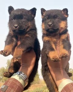 German Shepherd Dubal Cout pair 55 day for Sale