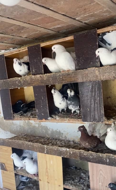 Lacka fancy pigeons 0