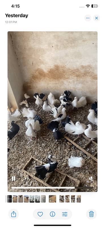 Lacka fancy pigeons 1