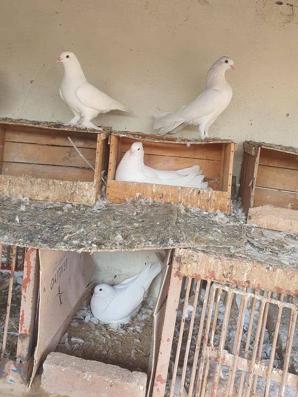 fancy lucky and fantail pigeons 0