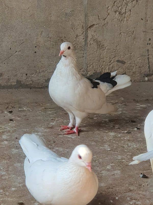 fancy lucky and fantail pigeons 4