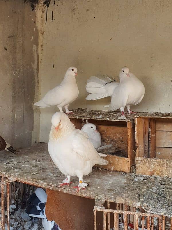 fancy lucky and fantail pigeons 5