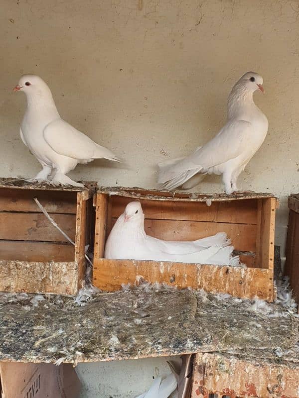 fancy lucky and fantail pigeons 6