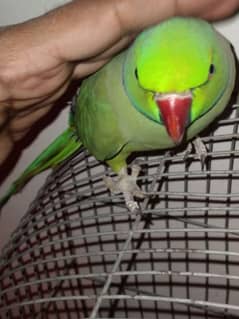 GREEN RINGNECK HOME BREED CAPTIVE MALES