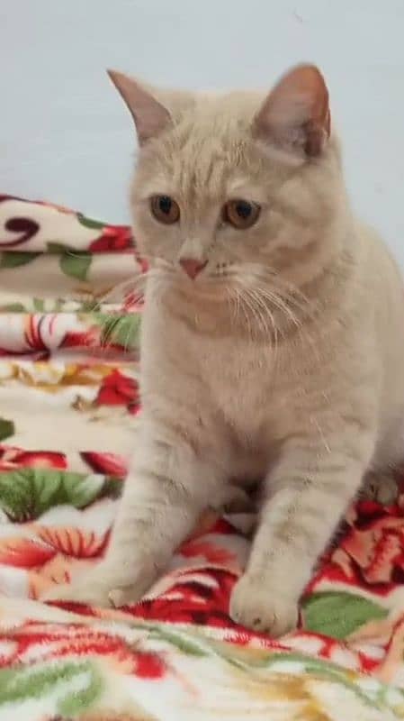 British shorthair cat in beige color 1