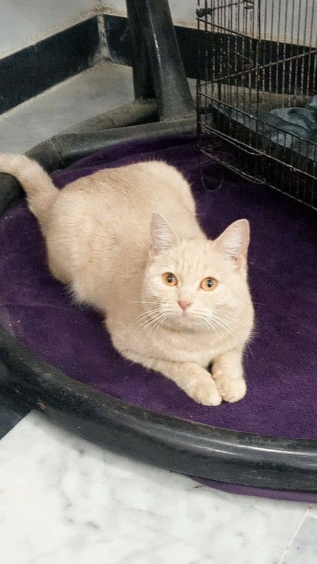 British shorthair cat in beige color 2