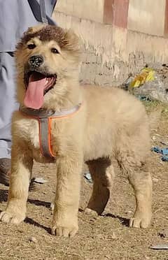 Afghan Kuchi male age 4 months full security