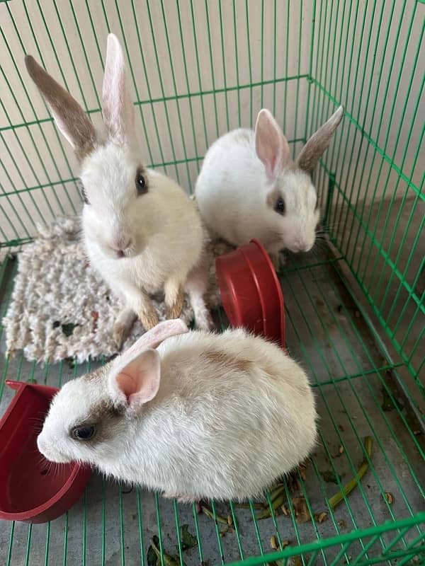 Rabbits for sale 0