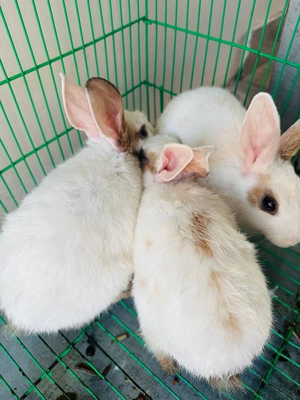 Rabbits for sale 1