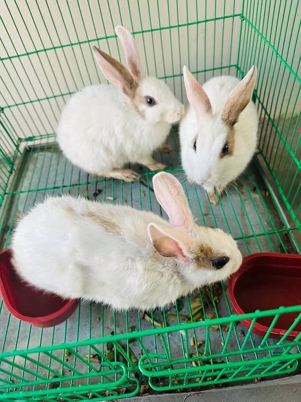 Rabbits for sale 2