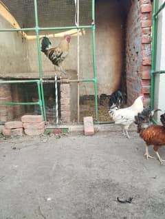 Desi/Golden misri/hen/Roster Ayam cemani grey toung