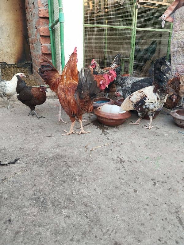 Desi/Golden misri/hen/Roster Ayam cemani grey toung 1