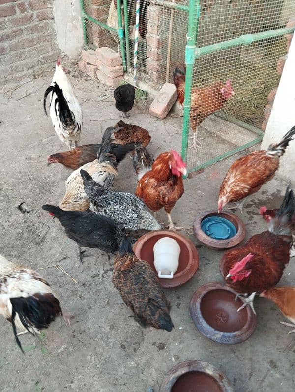 Desi/Golden misri/hen/Roster Ayam cemani grey toung 2