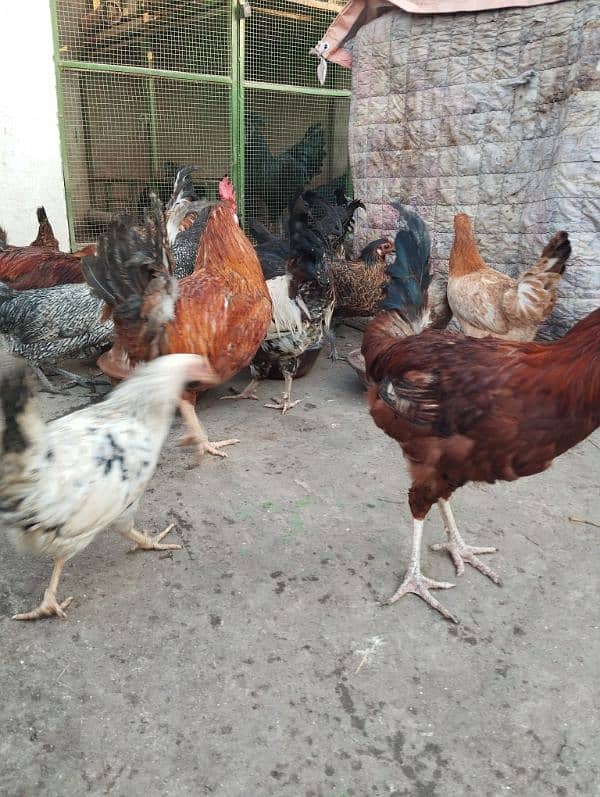 Desi/Golden misri/hen/Roster Ayam cemani grey toung 3