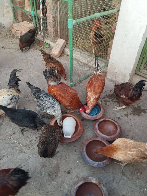 Desi/Golden misri/hen/Roster Ayam cemani grey toung 4