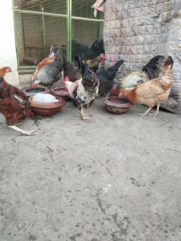 Desi/Golden misri/hen/Roster Ayam cemani grey toung 5