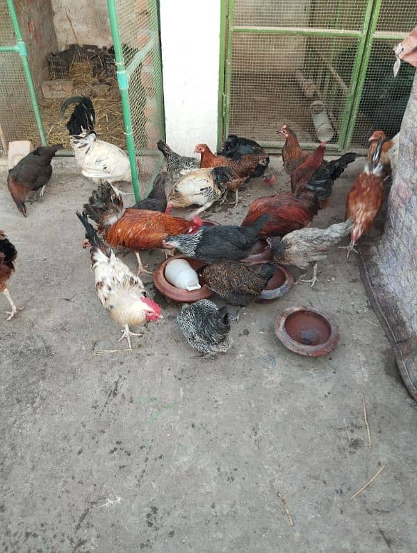 Desi/Golden misri/hen/Roster Ayam cemani grey toung 6