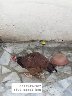 Aseel hens for sale