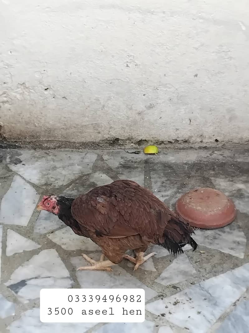 Aseel hens for sale 0