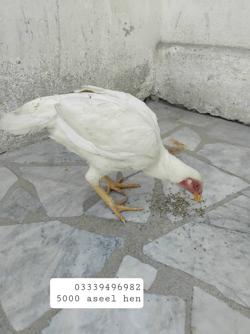 Aseel hens for sale 1