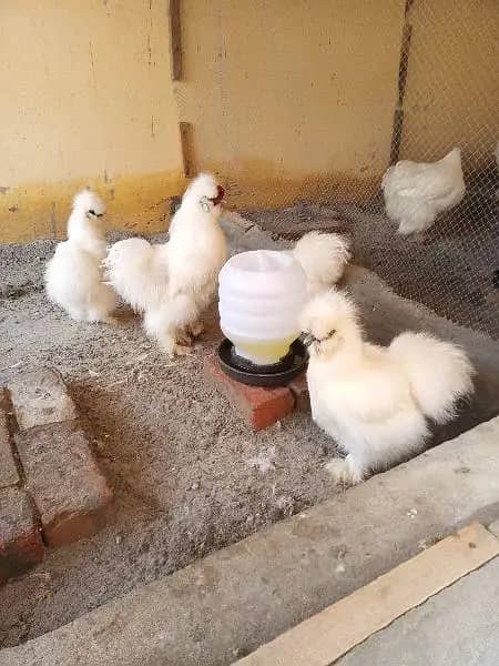 White Silkie Hen Adult Ready To Breed 0