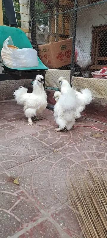 White Silkie Hen Adult Ready To Breed 1