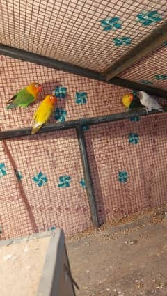 2 Breeder pair lovebirds