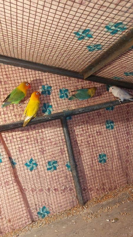 2 Breeder pair lovebirds 1