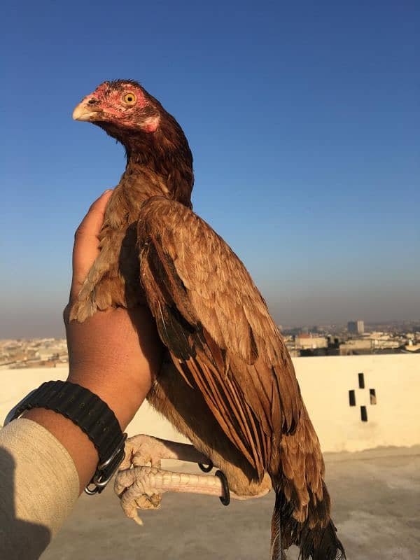 aseel mianwali hens urgent for sale 1