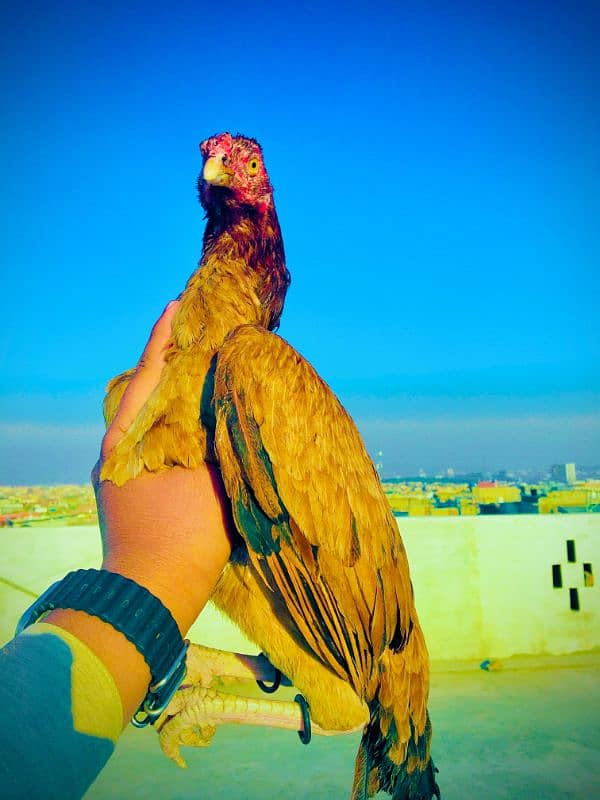 aseel mianwali hens urgent for sale 2