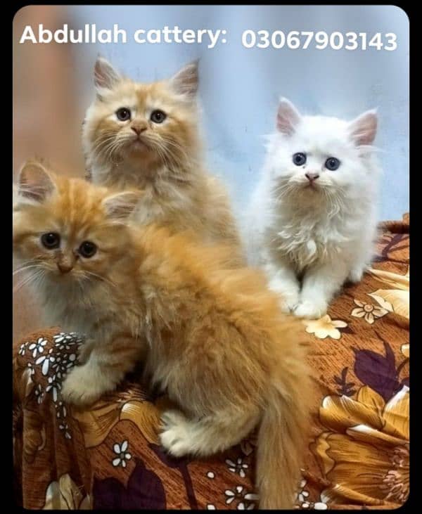 Persian kittens available 0