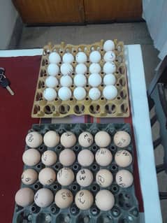 Fresh Fertile Eggs Available Buff polish And other