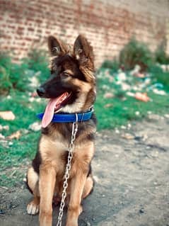 German Shepherd dog for sale