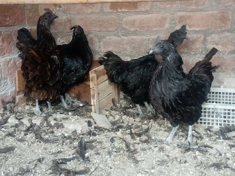 Ayam Cemani gray tongue females for sale 0