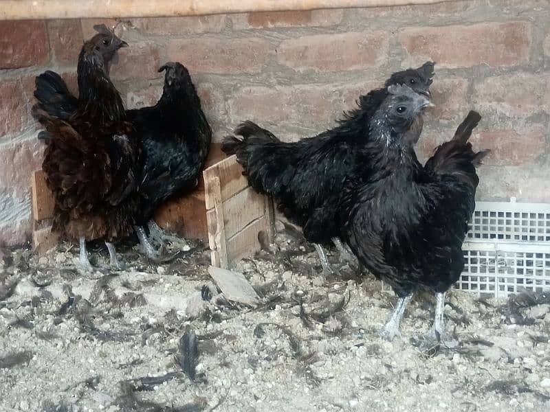 Ayam Cemani gray tongue females for sale 1