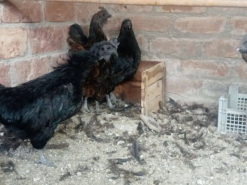 Ayam Cemani gray tongue females for sale 2