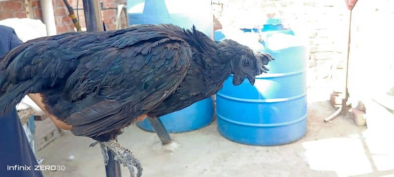 Ayam Cemani gray tongue females for sale 3