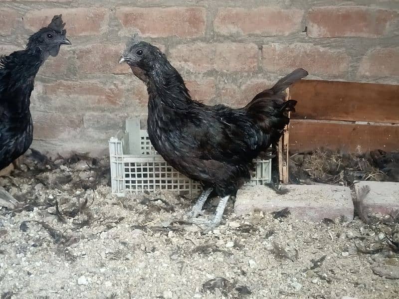 Ayam Cemani gray tongue females for sale 4